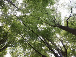 Wald in Wallonien