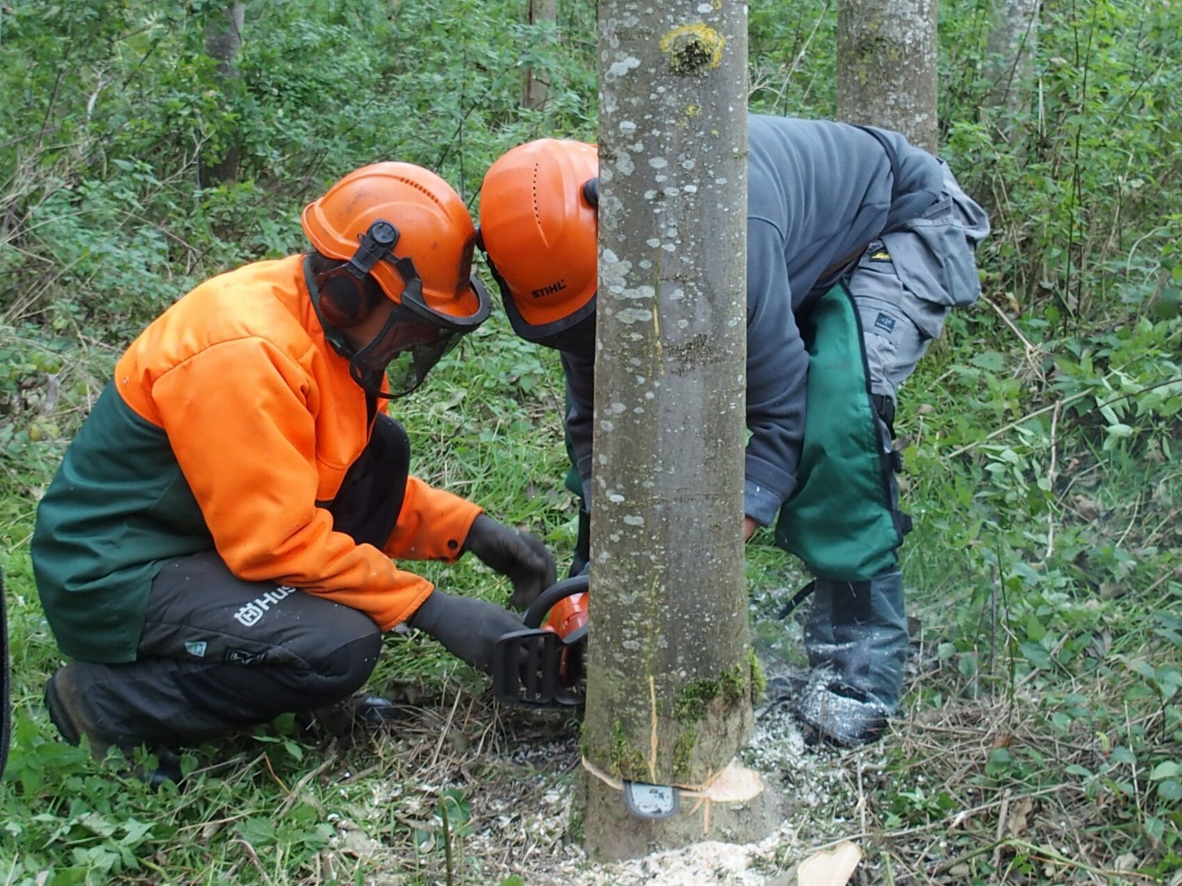 Inleiding tot kettingzagen