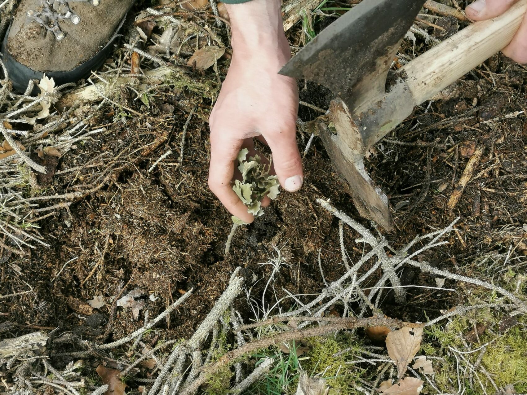 Een hand plant een zaailing in de grond