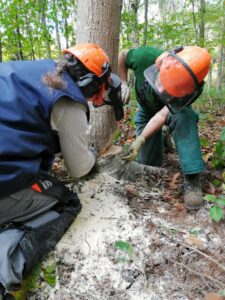 Chainsaw start-up