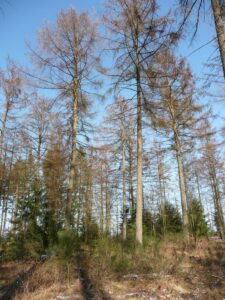 Sessile oak - Larch silviculturists