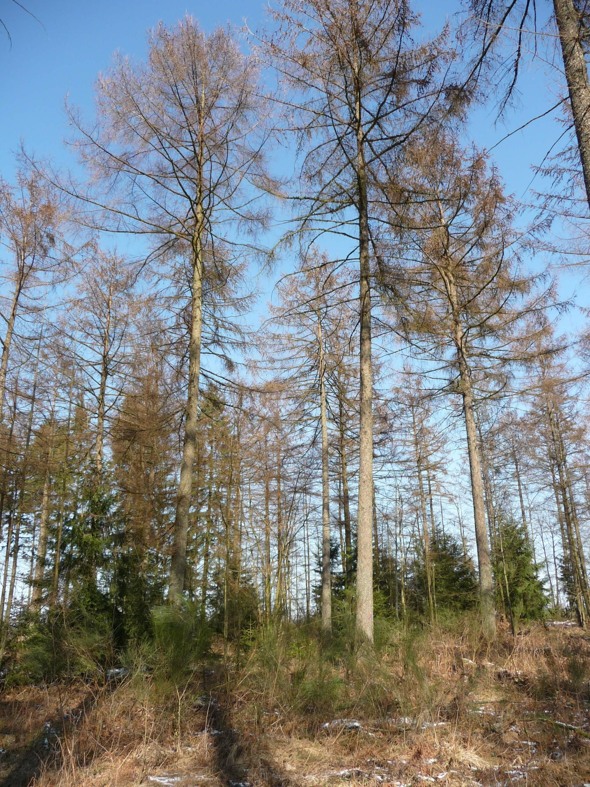 Sessile oak - Larch silviculturists