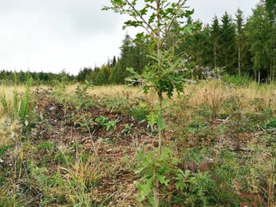 Harige eik op een testperceel van Trees for Future