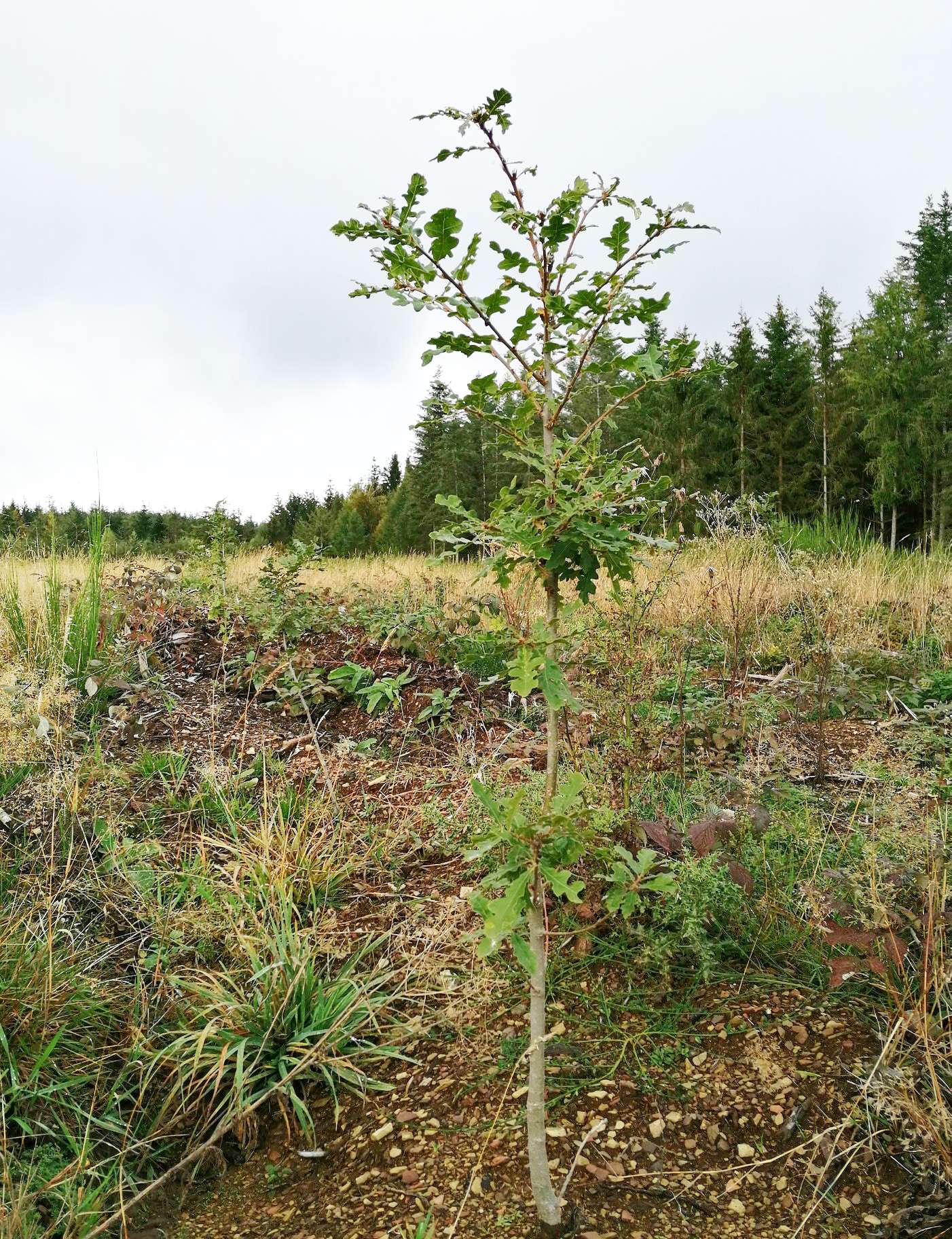 Harige eik op een testperceel van Trees for Future