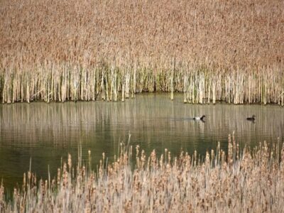 Oproep tot inzendingen voor de Baillet Latour etang canard milieuprijs
