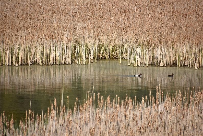 Call for entries for the Baillet Latour etang canard environment prize