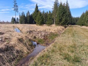 Regenerative hydrology in forests