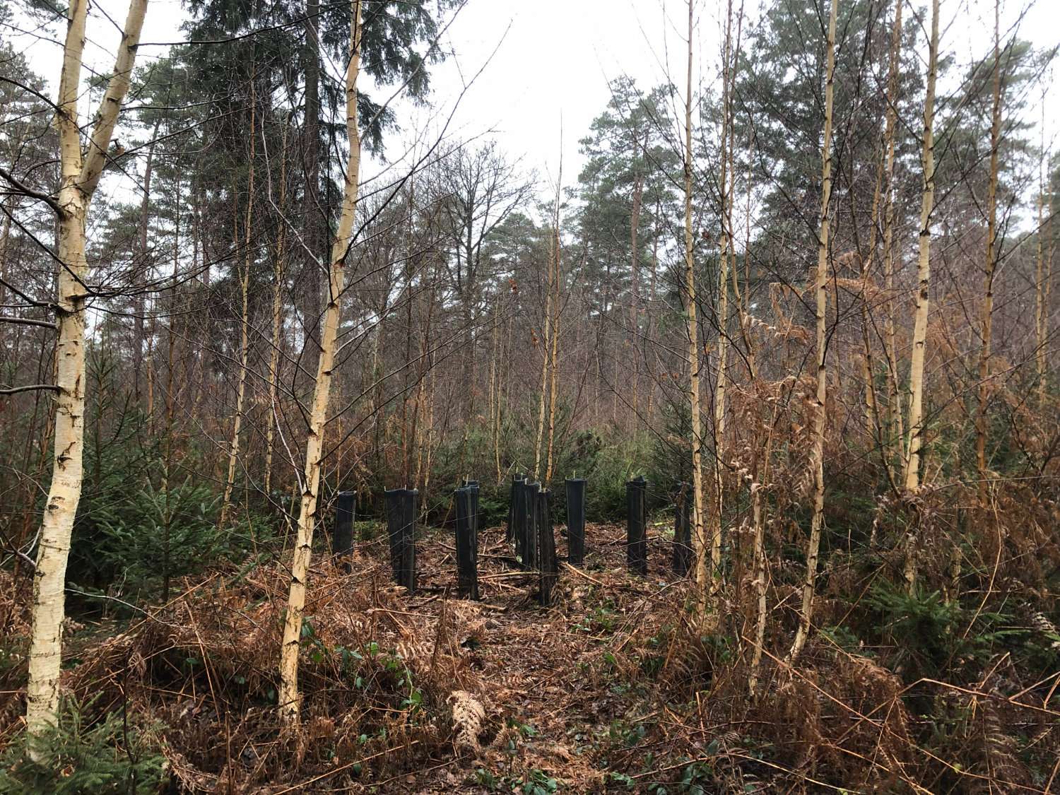 Diversify its populations